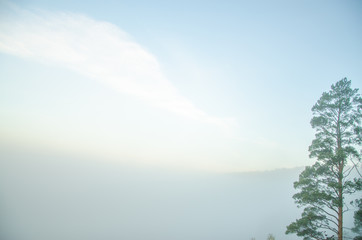 conifer tree at the top in the morning mist