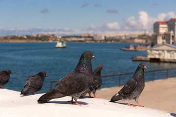 flock of pigeons in city