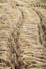 Bundles of rice harvested in paddy field in thailand