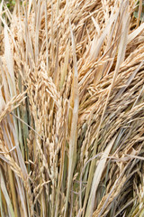Detail of ears of rice during rice harvest
