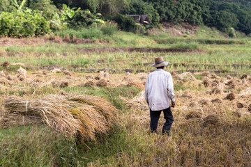 Lonely thai farmer with straw hat during the rice harvest in paddy fields in Chiang Mai, Thailand