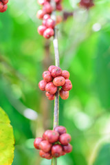 Red Coffee beans on a branch of coffee tree.