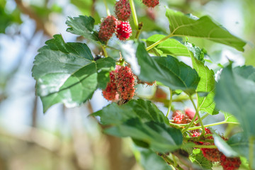 Mulberry fruit on tree