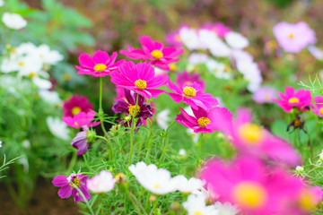 Cosmos flowers in an autumn garden