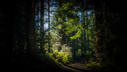 Fototapeta premium The sun breaks through the pine trees