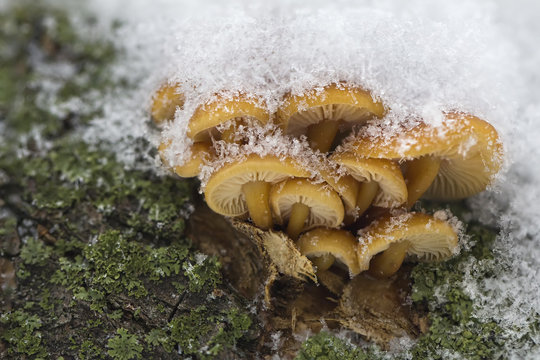 natural background Winter mushrooms growing in a forest in a dry tree trunk under snow