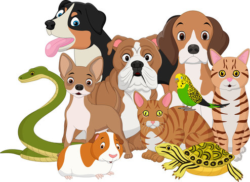 Group of pets cartoon