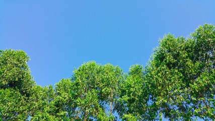 Green trees and blue sky