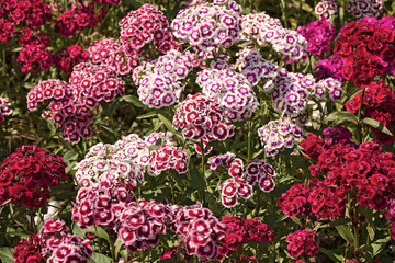 wild carnation flowers