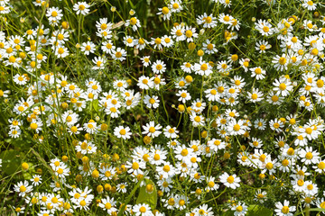 Chamomile in the meadow
