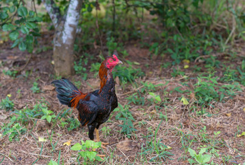 Cockfight in nature,Thailand