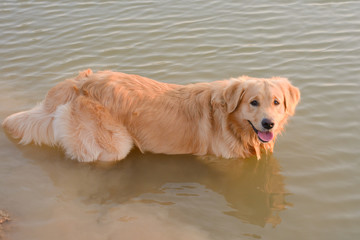 Golden Retriever in play at the lake