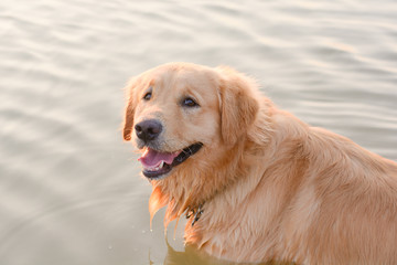 Golden Retriever in play at the lake