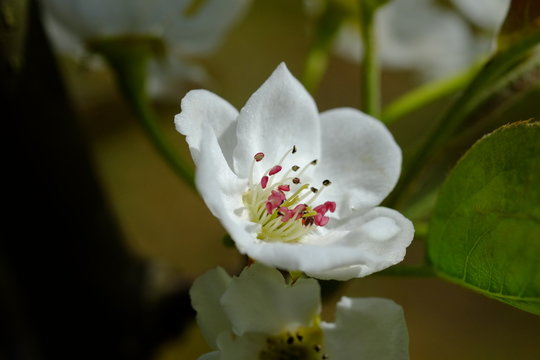 梨の花。