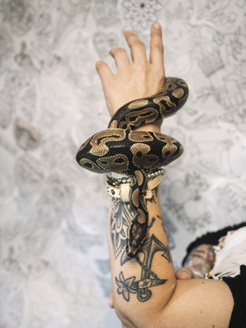 Snake clasping around the hand