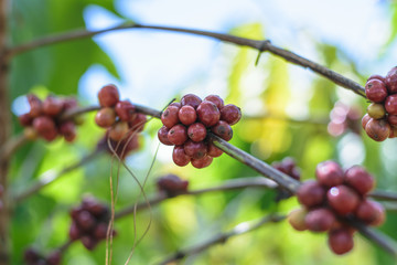 Red Coffee beans on a branch of coffee tree.