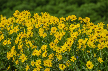 Obraz premium Showy Goldeneye (Viguiera multiflora)