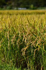 収穫間近の田んぼ