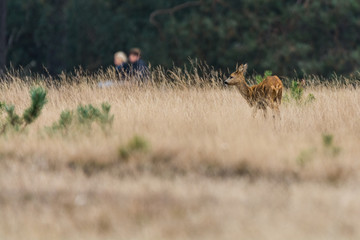 Reh und Radler im Nationalpark De Hoge Veluwe