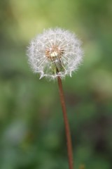 Naklejka premium たんぽぽ（綿毛）