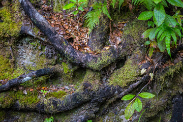 Thick tree roots in the ground covered in moss and old brown foliage, closeup, Abel Tasman National Park, New Zealand