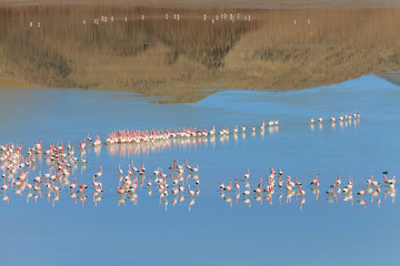 Fototapeta premium Flamingos at Laguna Ramaditas