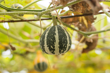 Muskmelon in field from Thailand