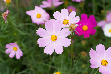 Pink cosmos flower (Cosmos Bipinnatus) background
