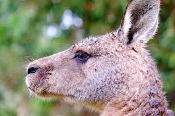 Wet Kangaroo