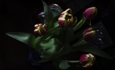 Bouquet of tulip