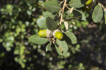 Foliage and acorns of Holm Oak, Quercus ilex. Photo taken in Ciudad Real Province, Spain