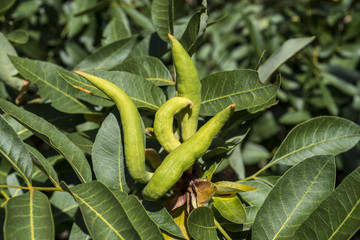 Galls on the leaves of Terebinth, Pistacia terebinthus. It is a species in the family Anacardiaceae...