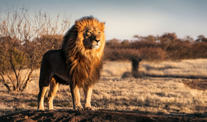 Fototapeta na wymiar Single lion standing proudly on a small hill
