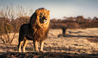 Foto op Plexiglas Leeuw Enkele leeuw die trots op een kleine heuvel staat
