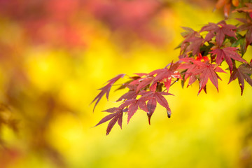紅葉