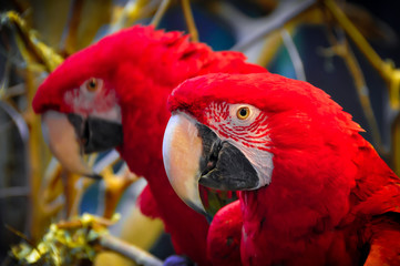Scarlet Macaw