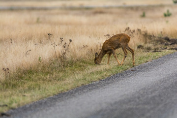 Ein Reh am Rand einer Straße im Nationalpark De Hoge Veluwe