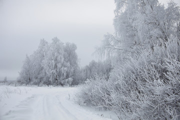 Winter landscape. Frozen trees