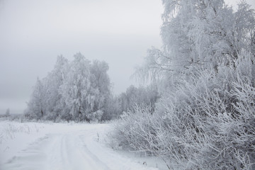 Obraz premium Winter landscape. Frozen trees