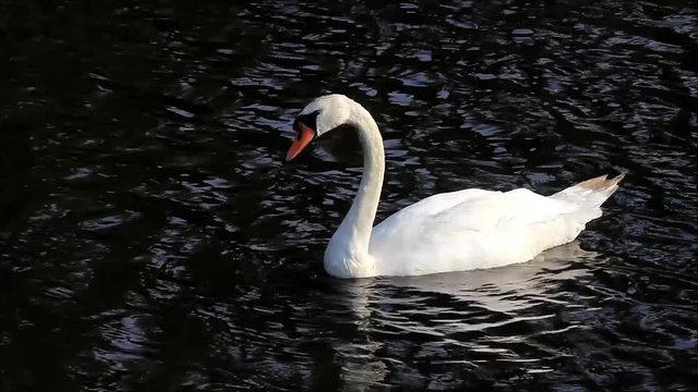 swan in a lake searching for fodder
