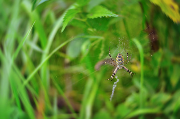 Female Wasp Spider (Argiope bruennichi) on the web
