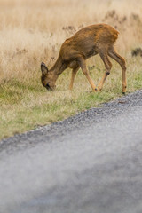 Reh grasst am rande einer Straße