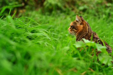 Tabby cat sitting in the high green grass, side view