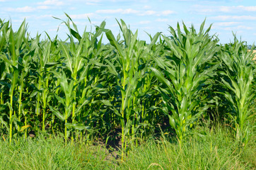 Corn field view