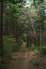 Obraz premium 高尾山から景信山へ続く道