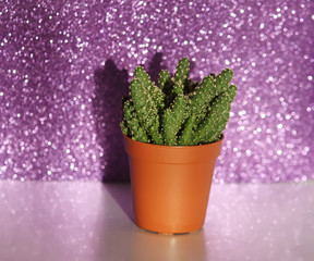 Cactus on glitter background