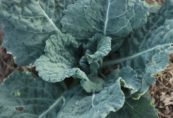 Fresh cabbage leaves
