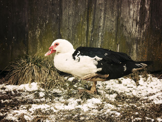 Domestic duck on farm yard