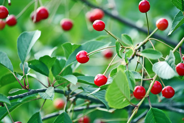 Fresh ripe cherries on a tree