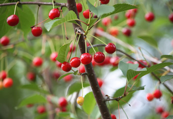 Fresh ripe cherries